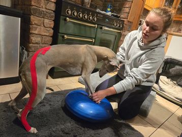 step ahead veterinary physio with a whippet on a balance ball in its home