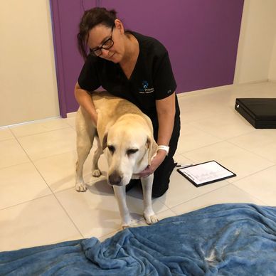Labrador Retriever having Canine Massage 