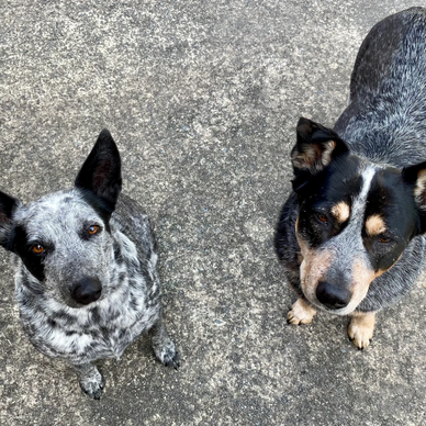 Cattle Dogs 