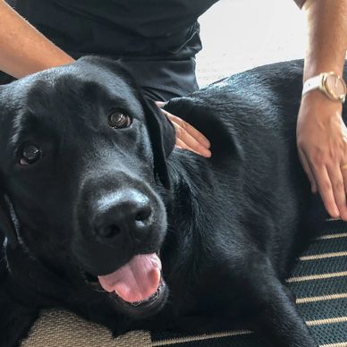 Black Labrador Retriever having Canine Massage 