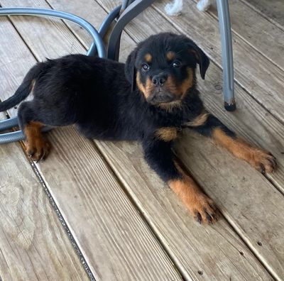 Available immediately! Price reduced! Male puppy shots current vet check done. Born July 16th