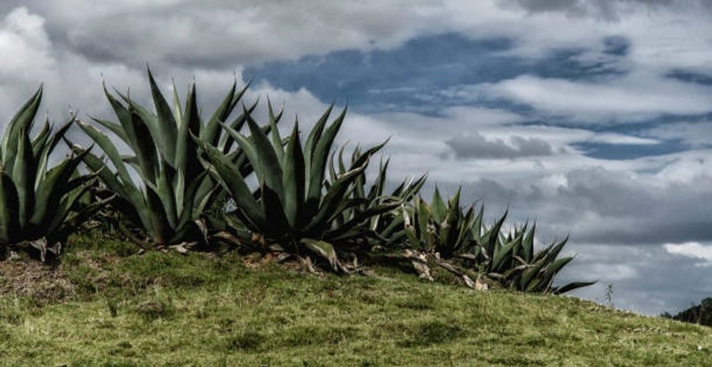 Agave Pulquero