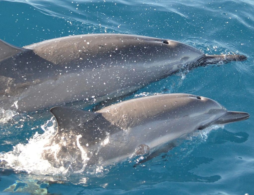wild spinner dolphins