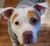 Sheba
6yrs old 
American bulldog mix 
Spayed and utd on shots.
She is a very happy and energetic gir