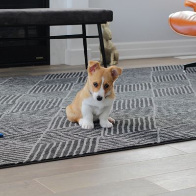 A small brown and white puppy sitting on a patterned rug indoors.
