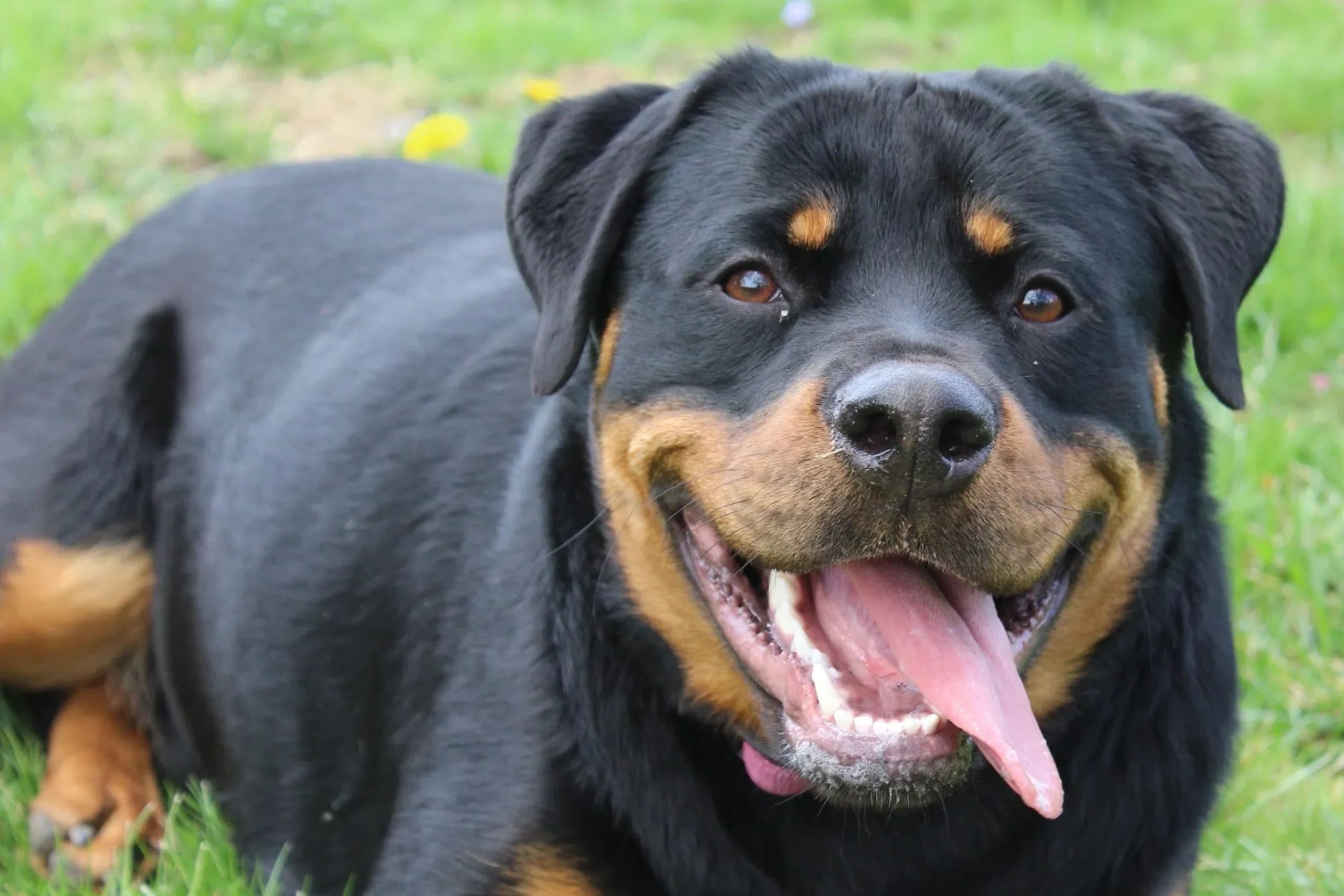 Our Dog Xena