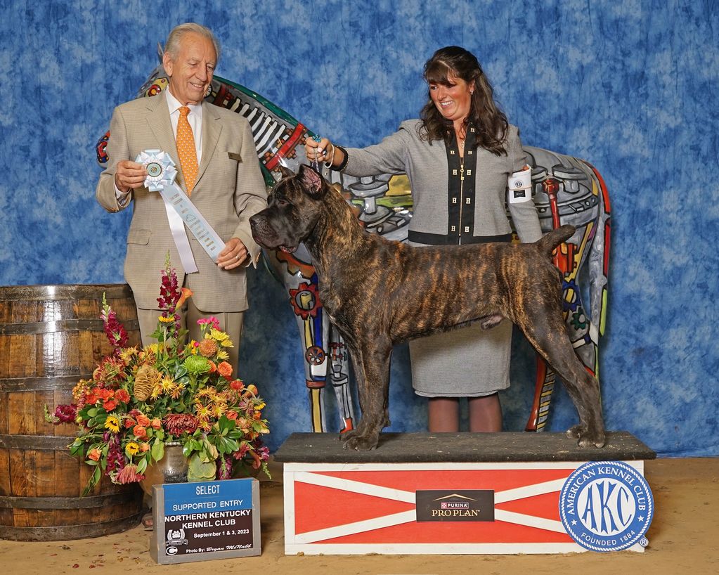 Brindle dog wins at Northern Kentucky Kennel Club show.