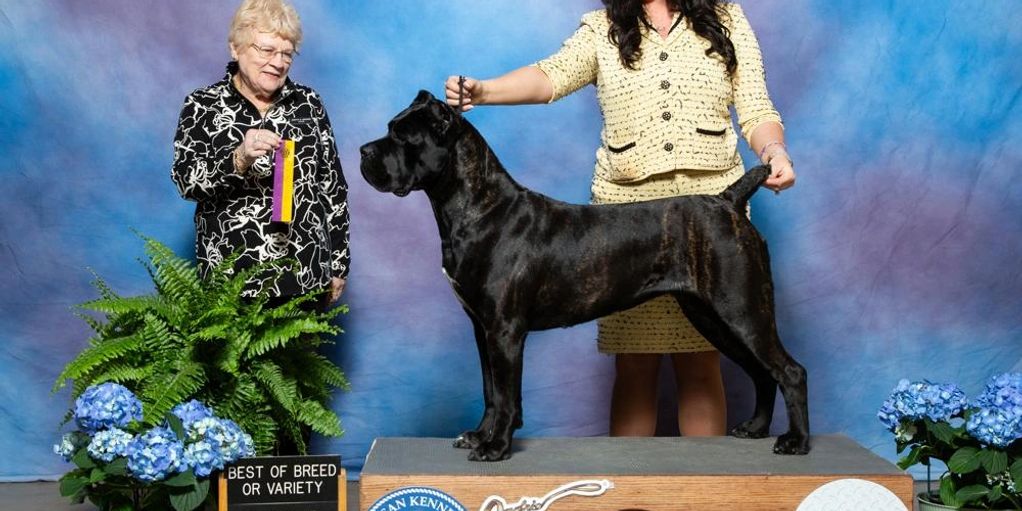 A black dog wins best of breed at a dog show.