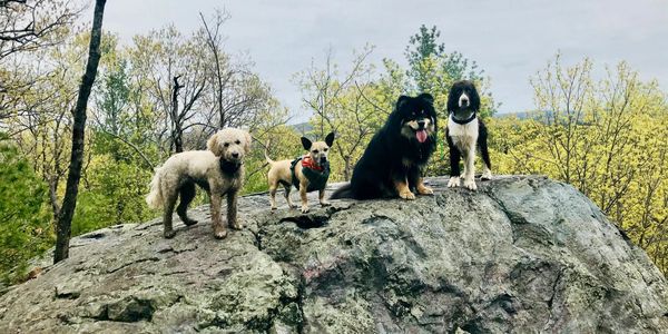 Four dogs posing at the top of a mountain 