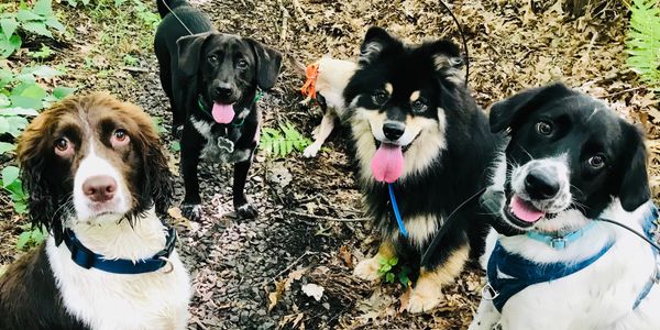 Five dogs smiling together on hike 