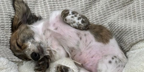 A puppy peacefully sleeping on a cozy, soft chair.