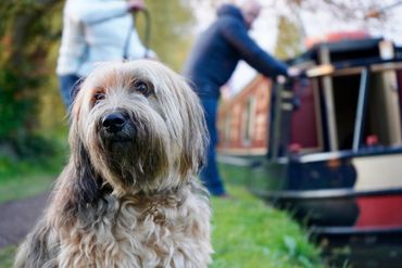 Travel photography, canal boating, pets
