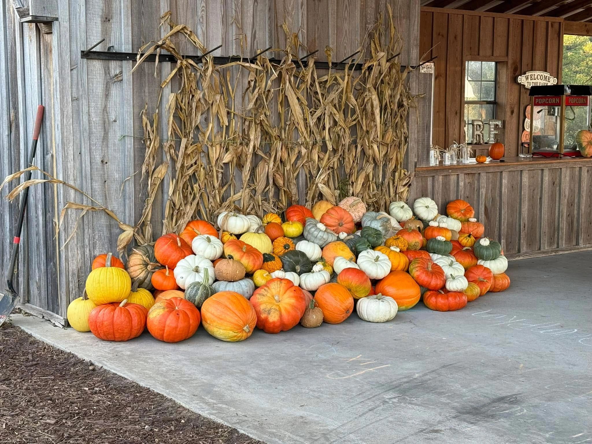 Pile of colorful pumpkins and dried corn stalks by a wooden shed.