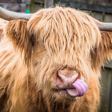 Highland cow