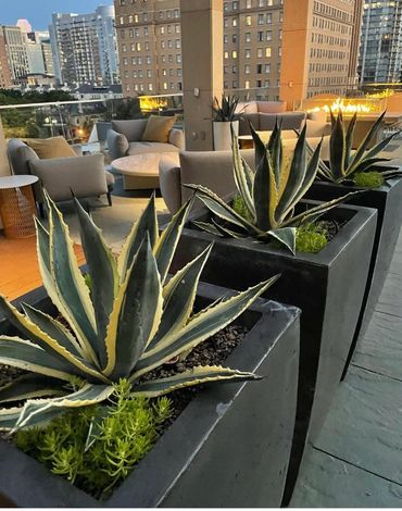 Marriott Dallas Uptown Rooftop Pool