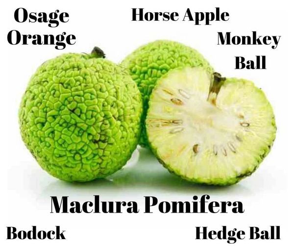 Pomifera hedge ball, horse apple