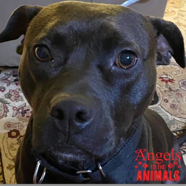 Sweet Maggie!  Found her furever wonderful family and home!