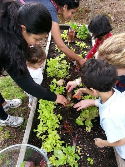 gardening at Natural Start Preschool in Bellevue WA