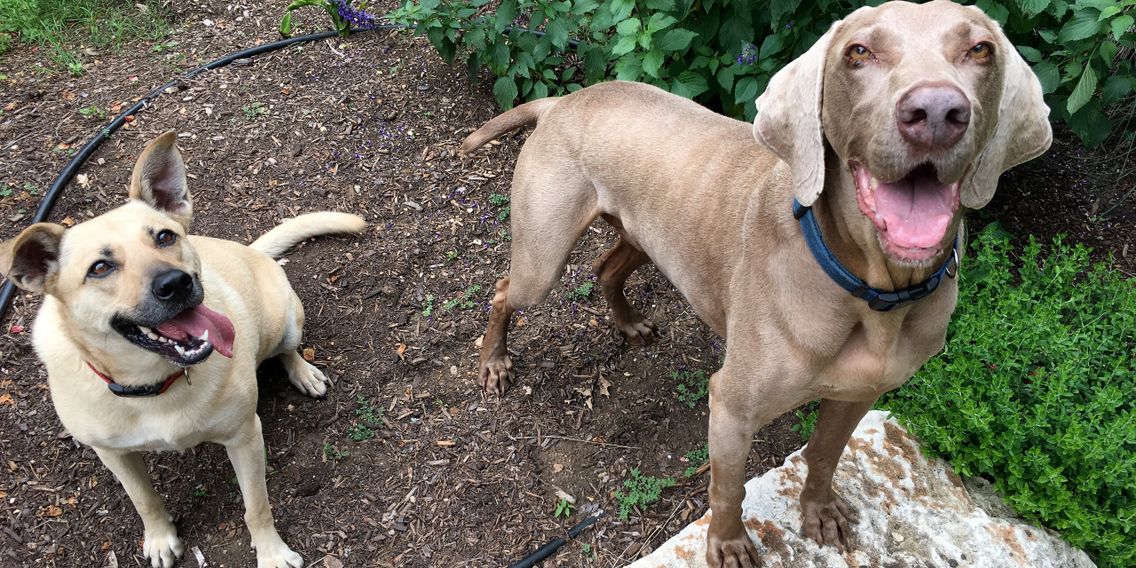 austin dog walker the sporty dog atx austin dog walker the sporty dog atx