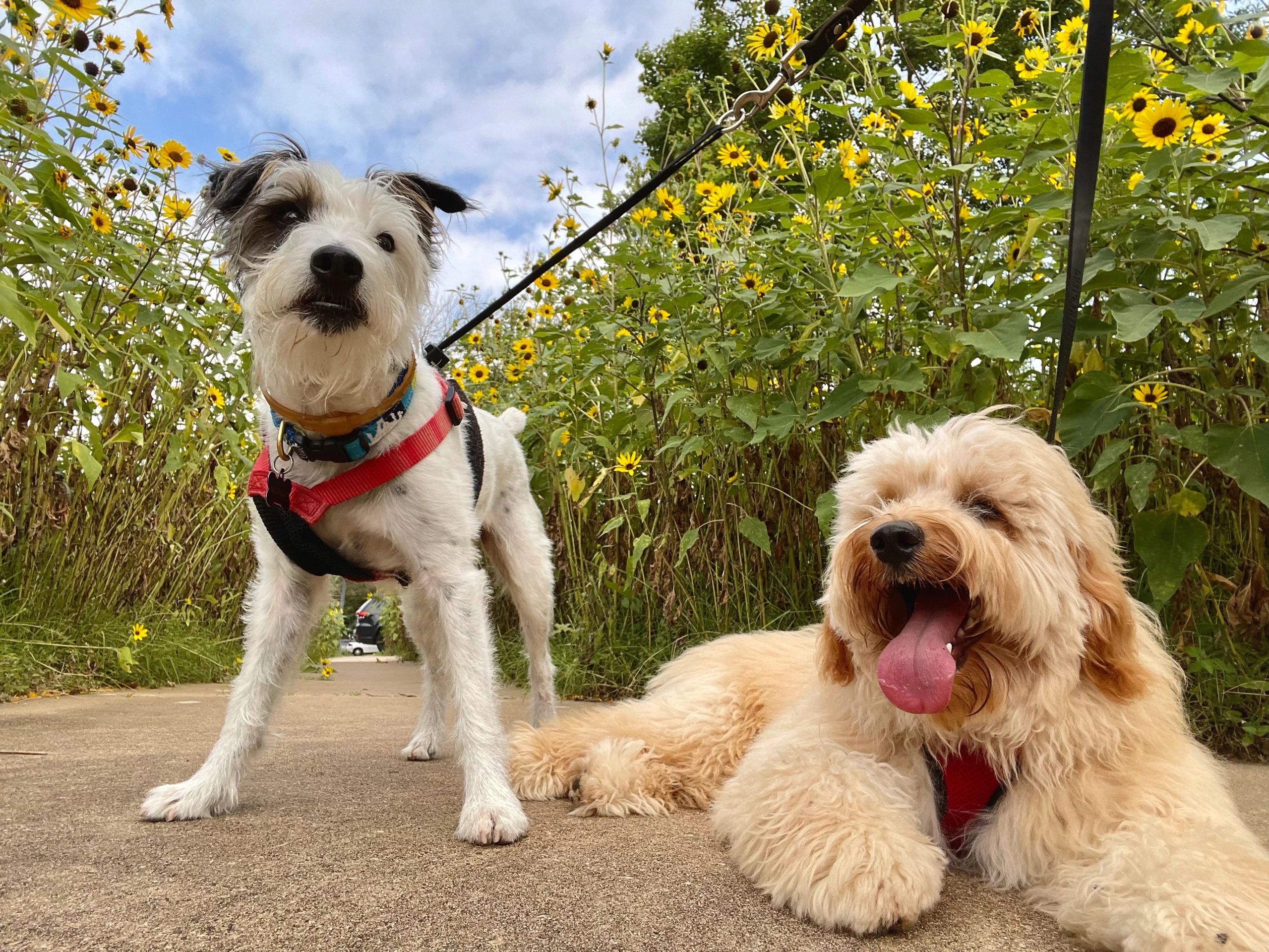 The Best Austin Dog Walking and Austin Pet Services: The Sporty Dog