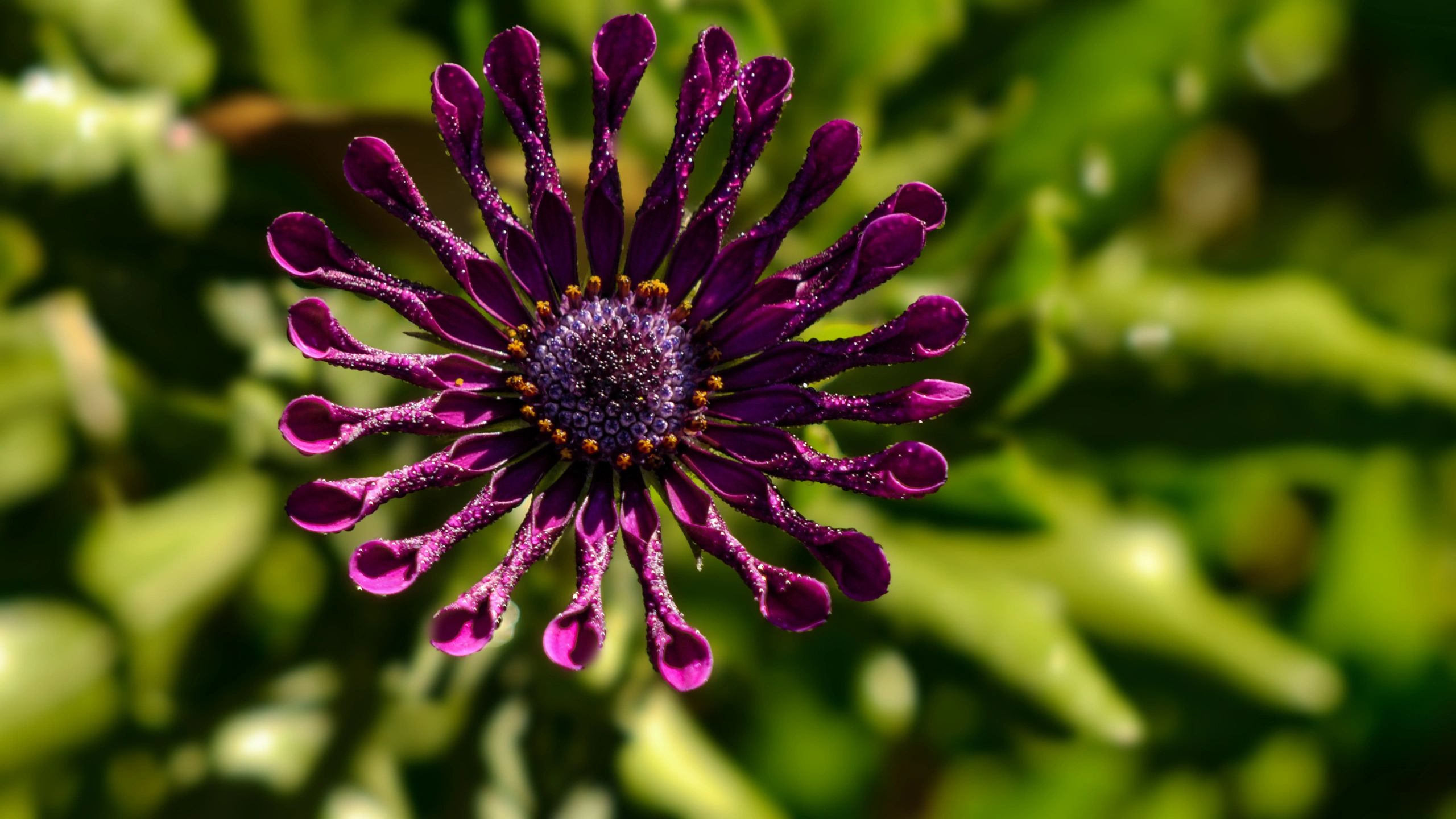 Bright flower symbolizing bliss and positive impact of psychology services in Gisborne, Victoria.