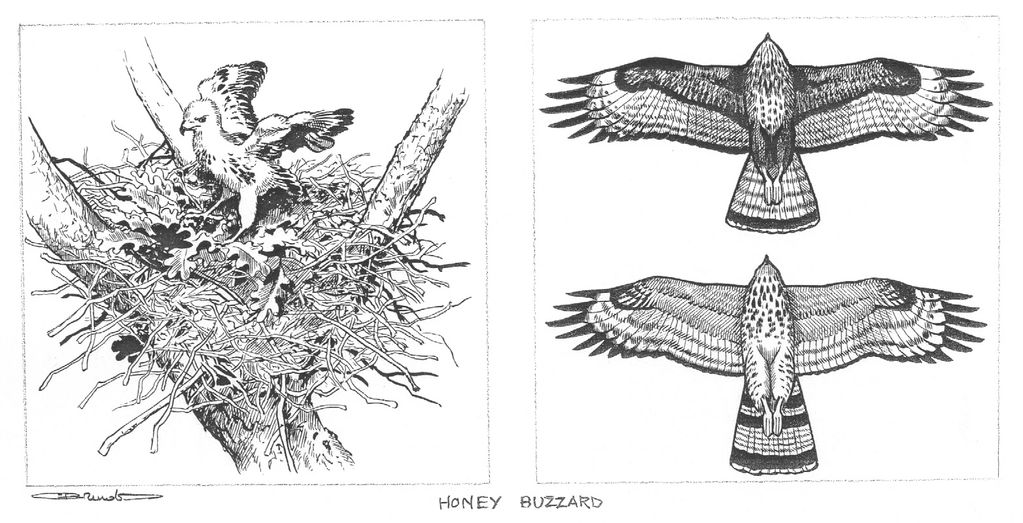 HONEY BUZZARD ORIGINAL PEN AND INK