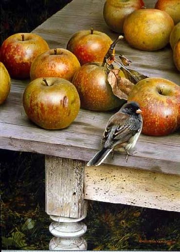 JUNCO  WITH APPLES