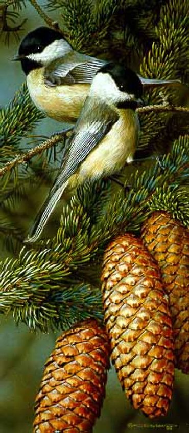 BLACK CAPPED CHICKADEES WITH PINE CONES