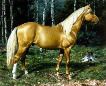PALOMINO HORSE