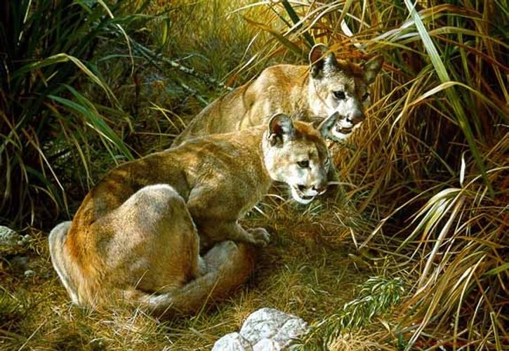 Shadows In The Grass