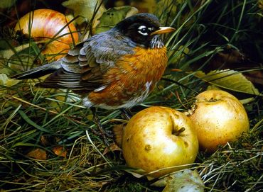 ROBIN WITH APPLES