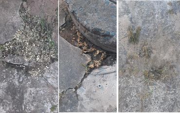 Cracked concrete patches with dry plants growing in the gaps.