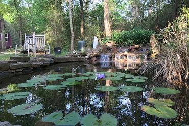 pond with koi fish