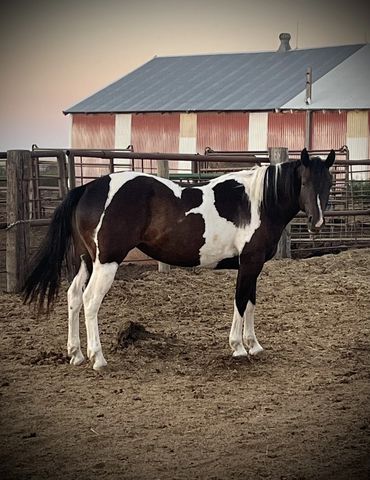 Dam - Zips Chocolate Rolex