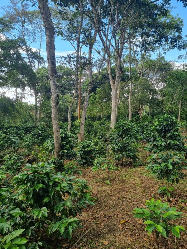 Lush coffee plants growing under tall trees in a shaded farm.