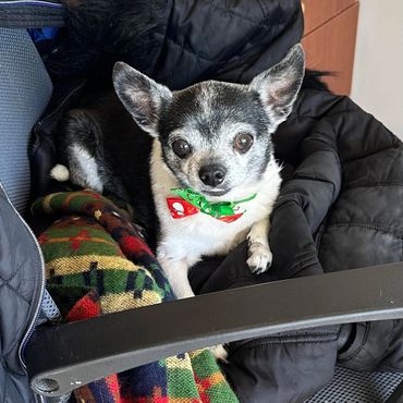 Mira a Small black and white Chihuahua dog at Hat City Vets looking her best with a festive bow tie resting on a colorful blanket
