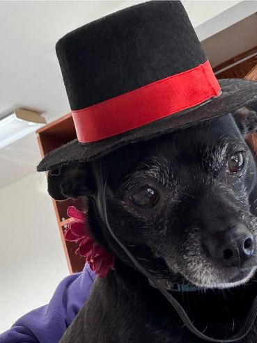 Izzy a Black Chihuahua Dog seen here getting a checkup at Hat City Vets is wearing a lovely Red Flower on her collar and a stylish Black Top Hat with a Red Band above the brim.