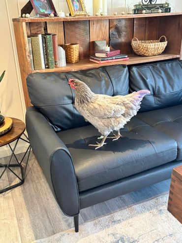 Chicken standing on a black leather couch in a cozy and comfortable reception area at Hat City Vets where it just feels like home