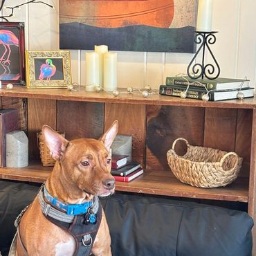 In reception at Hat City Vets A brown dog wearing a black harness and blue collar sits on a black leather couch in the vet's office which is cozy enough to be my living room.