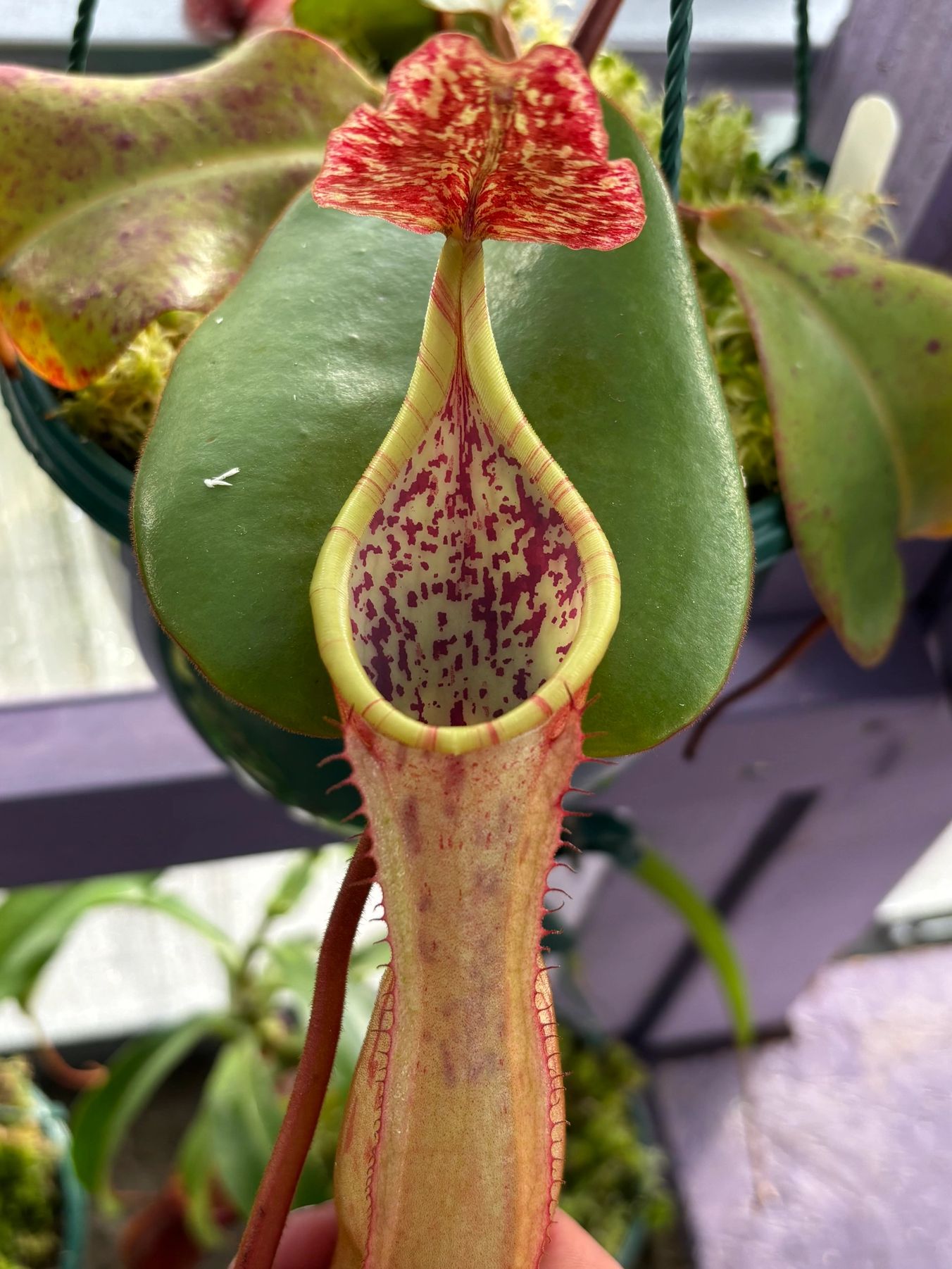 Nepenthes Maxima x Clipeata