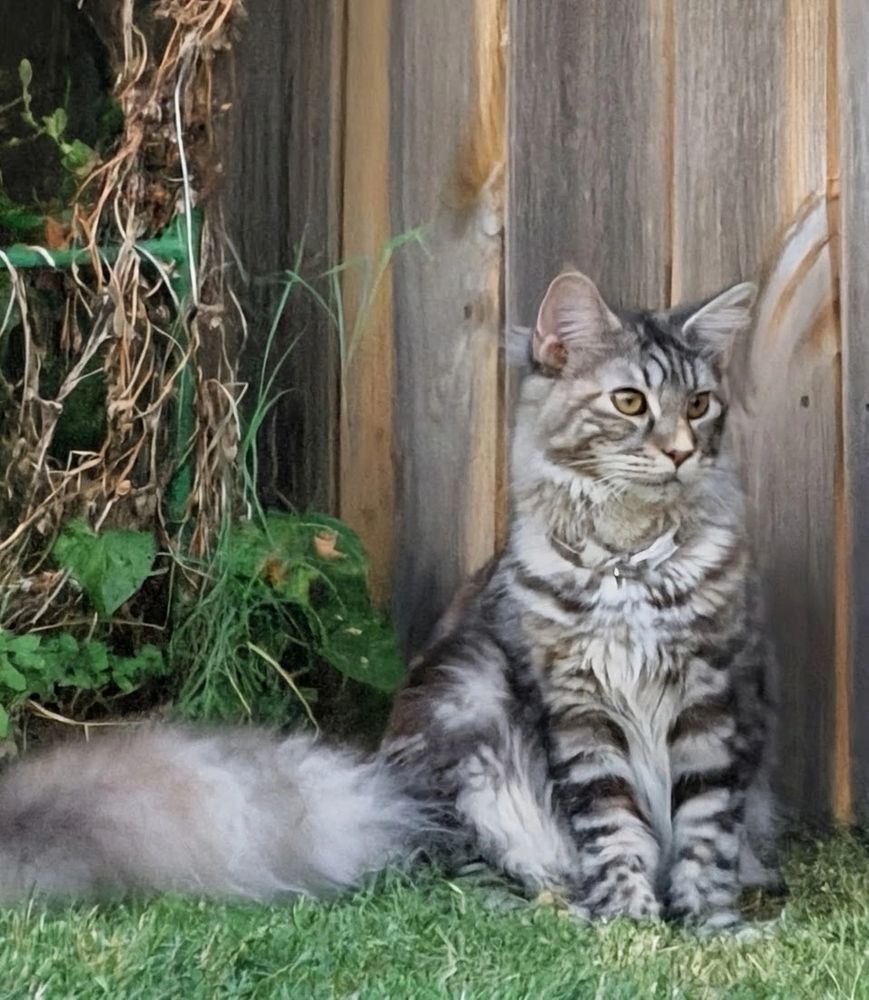 Fluffy tabby cat sitting on grass near wooden fence.