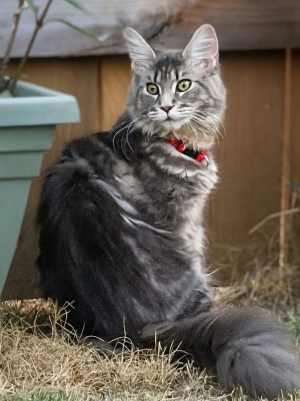 Gray fluffy cat with a red collar sitting outdoors.