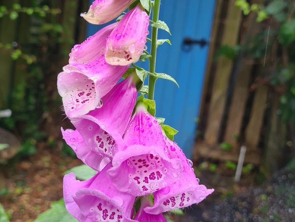 Foxglove (Digitalis purpurea)