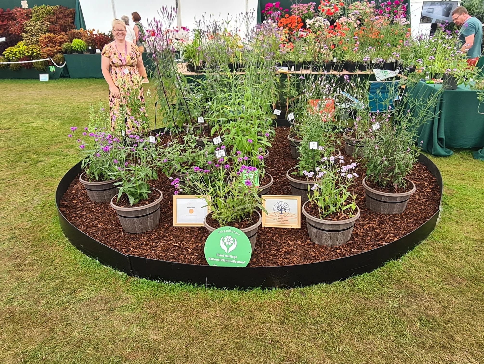 National Collection of Verbena at Tatton Flower Show 2024