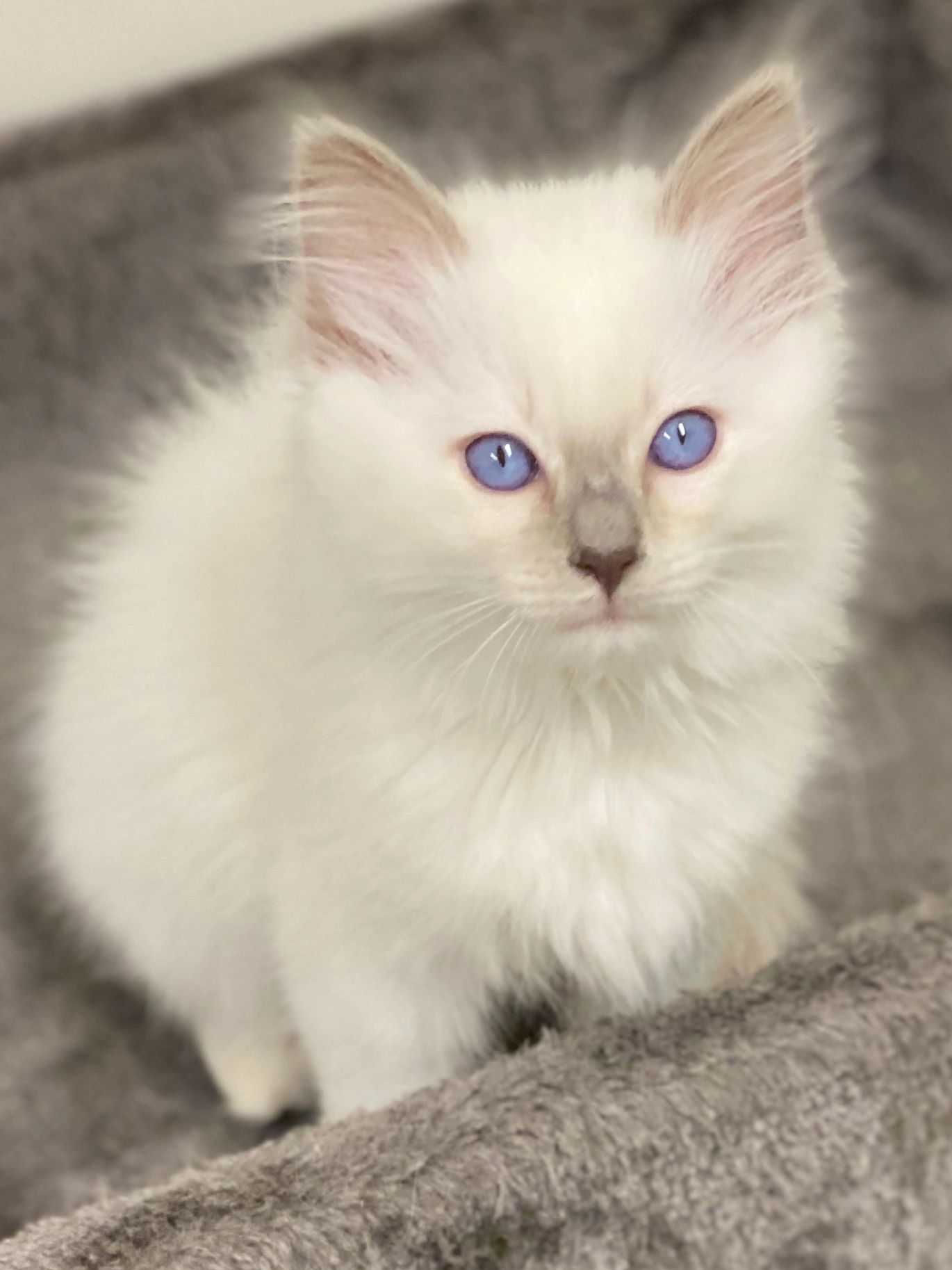 Beautiful Lilac Point