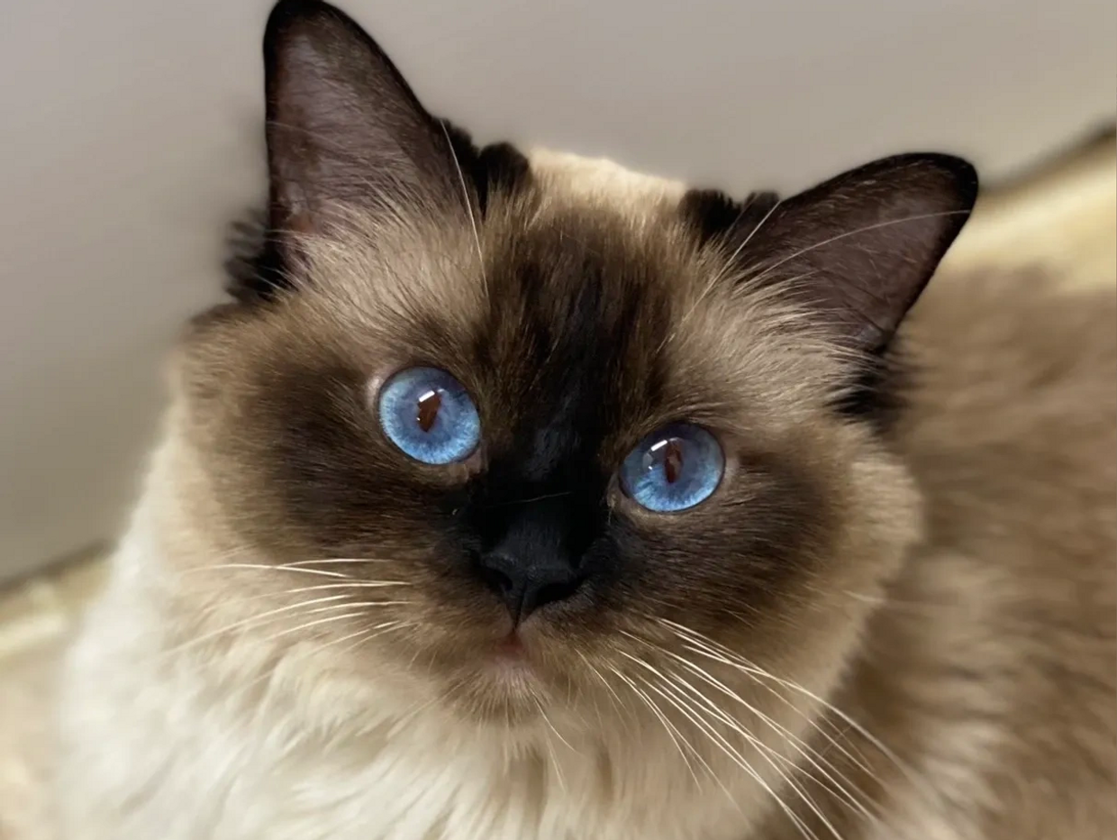 Seal Point Balinese - beautiful blue eyes