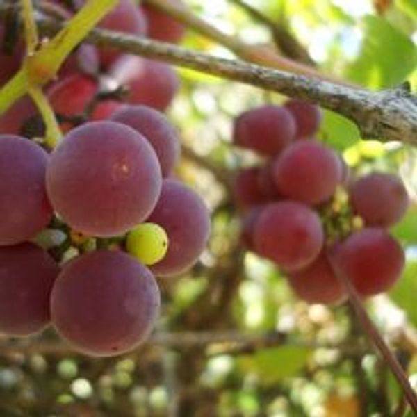 Grapes growing on the vines at Rivah Vineyards at the Grove in Kinsale, VA, in Westmoreland County.