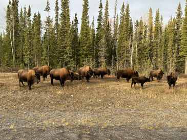 Bison herd