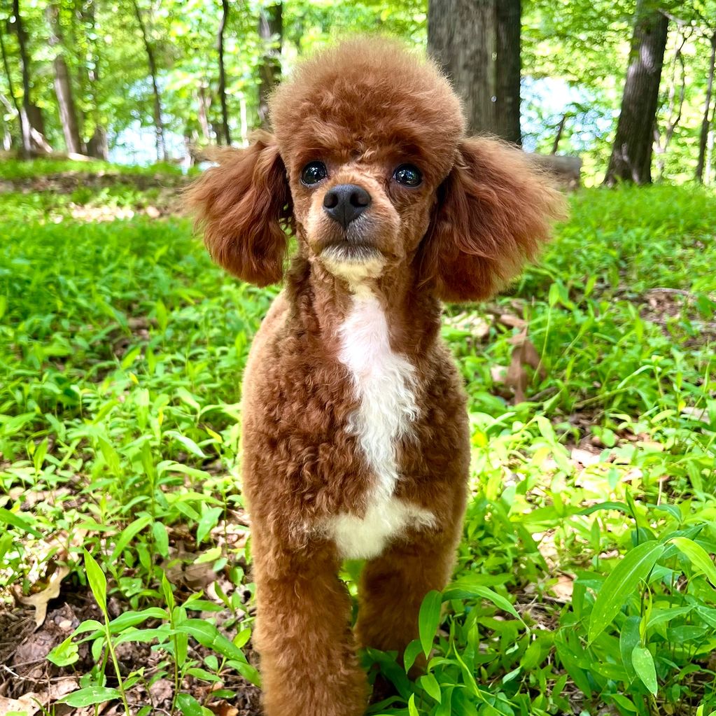 Toy poodle stud, stud services, genetically clear toy poodle stud, red poodle stud, purebred, AKC
