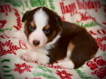 Toy Australian Shepherd Puppy